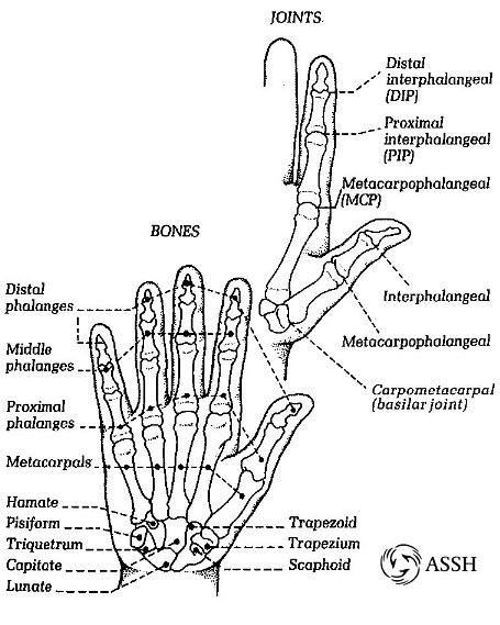 Hand Anatomy Review - Raleigh Hand Center | Raleigh Hand Center